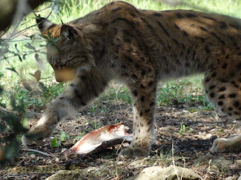 Lynx d'Europe