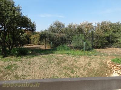 Hyène rayée - 2016