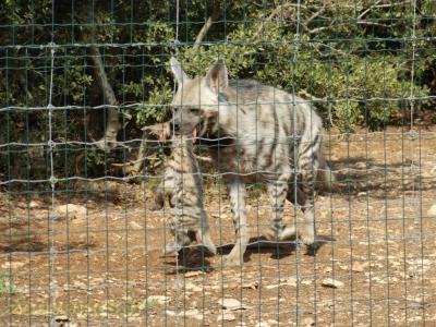 Hyène rayée - 2016