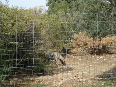 Hyène rayée - 2016