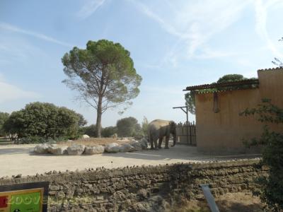 Eléphant d'Asie - 2016