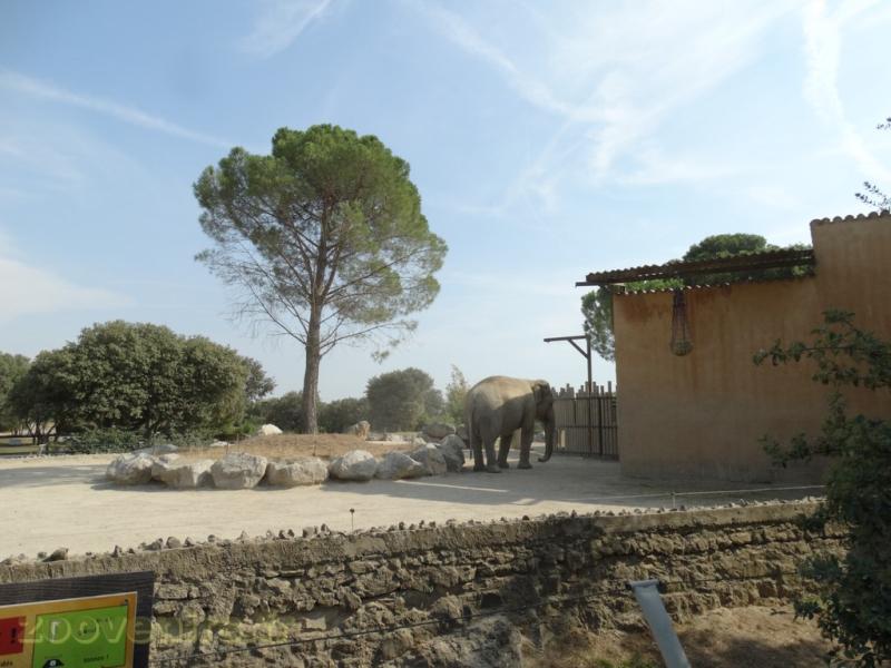 Eléphant d'Asie