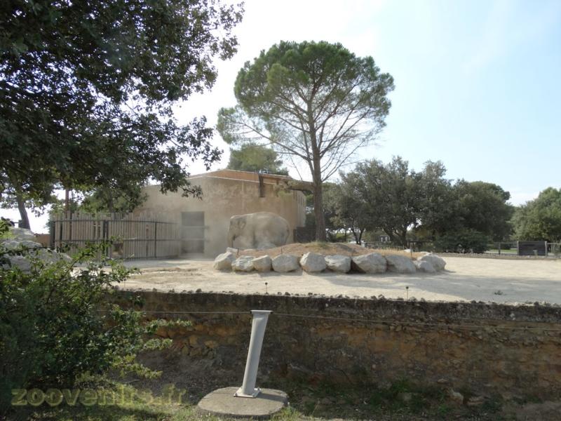 Eléphant d'Asie