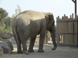 Eléphant d'Asie