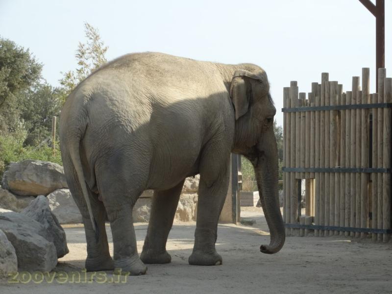 Eléphant d'Asie