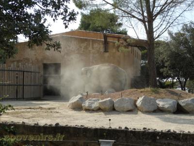 Eléphant d'Asie - 2016