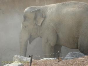 Eléphant d'Asie