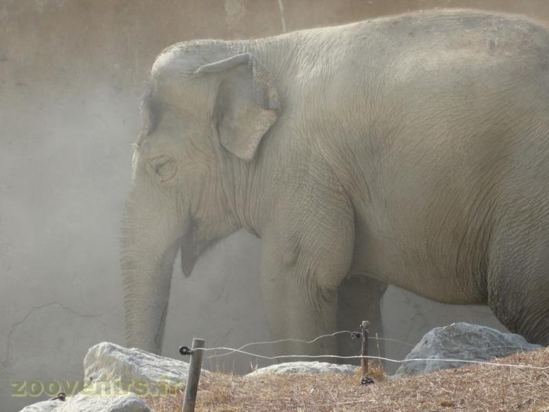 Eléphant d'Asie