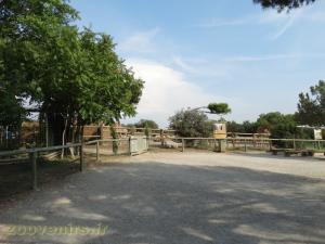 Girafe de Kordofan