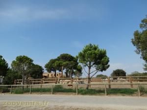 Girafe de Kordofan