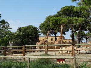 Girafe de Kordofan 
