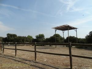 Girafe de Kordofan 