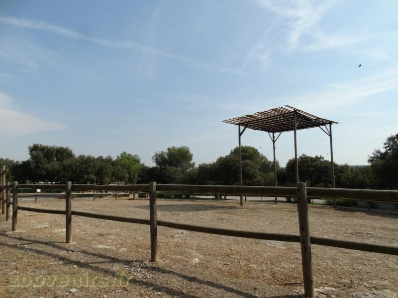 Girafe de Kordofan 