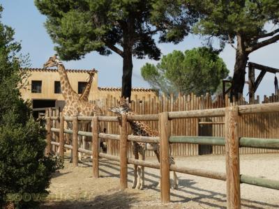 Girafe de Kordofan - 2016