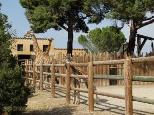 Girafe de Kordofan 