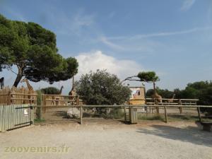 Girafe de Kordofan 