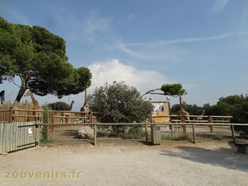 Girafe de Kordofan 
