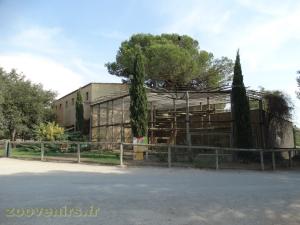 Hamadryas