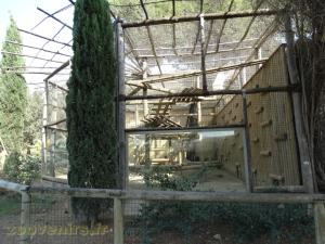 Hamadryas