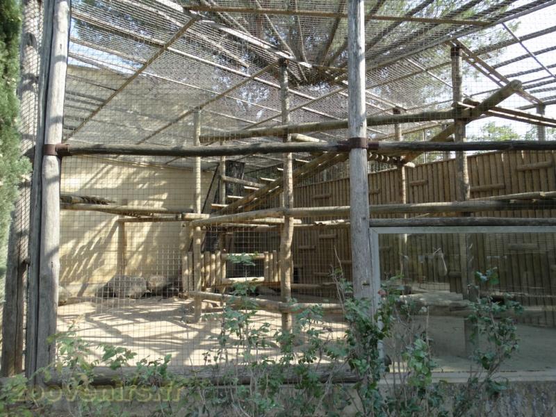 Hamadryas 
