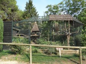 Vervet 