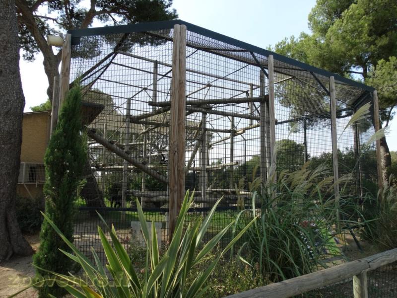 Chimpanzé 