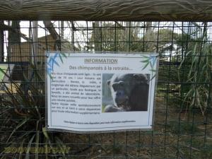 Chimpanzé