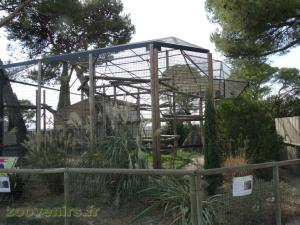 Chimpanzé