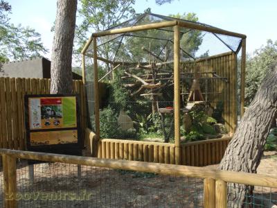 Tamarin pinché - 2016