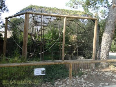 Ouistiti à pinceaux - 2016