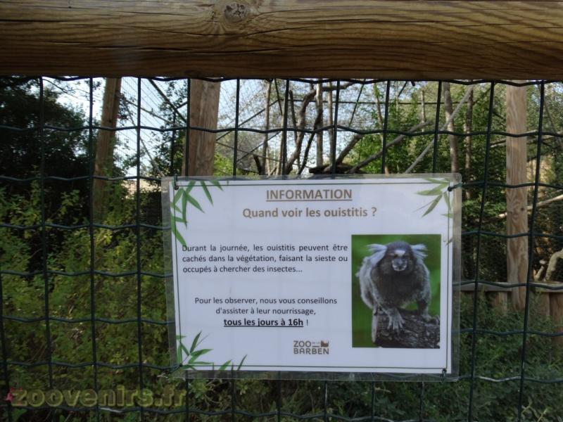 Ouistiti à pinceaux 