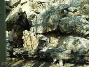Ours brun 