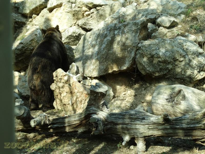 Ours brun 