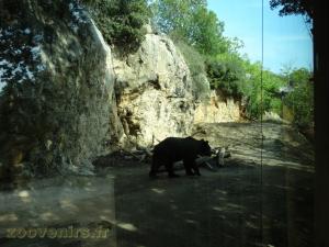 Ours brun