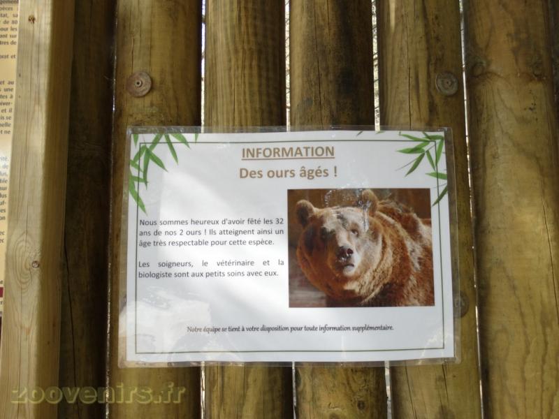 Ours brun 