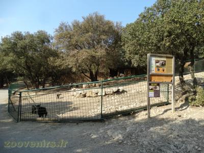 Chèvre naine - 2016