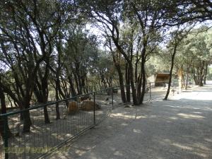 Chèvre naine