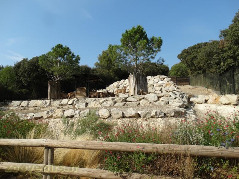 Mouflon à manchette