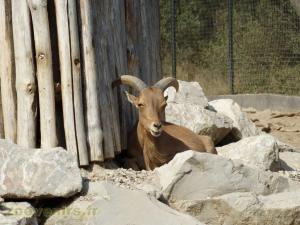 Mouflon à manchette 