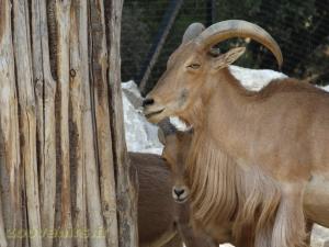 Mouflon à manchette