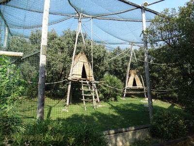 Maki catta - Vari noir  et blanc - 2016