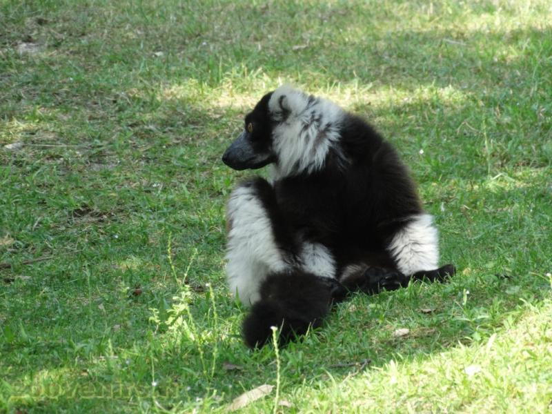 Vari noir et blanc