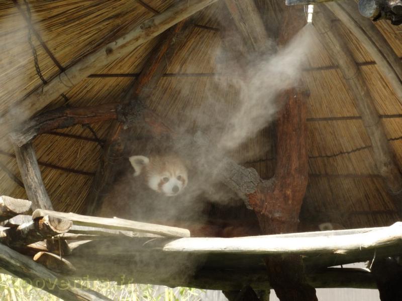 Panda roux 