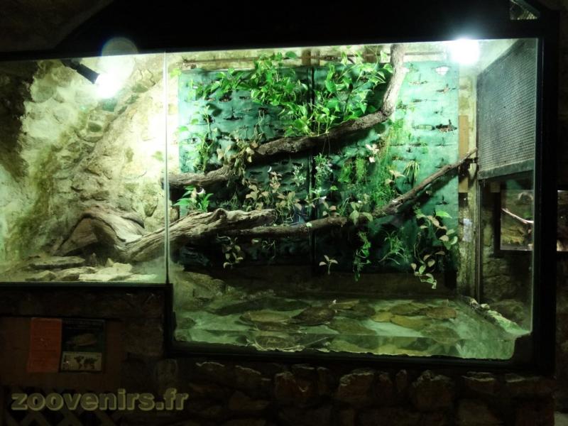 Tortue à carapace molle 