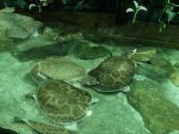 Tortue à carapace molle