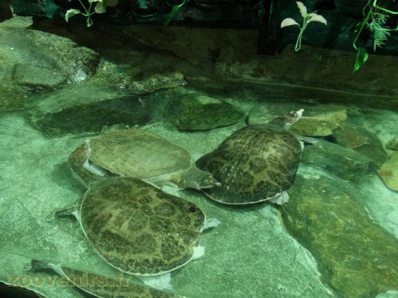 Tortue à carapace molle
