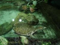 Tortue à carapace molle
