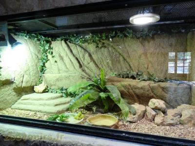 Tortue à dos articulé des savanes - 2016