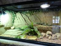 Tortue à dos articulé des savanes 