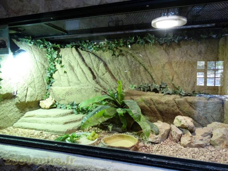 Tortue à dos articulé des savanes 